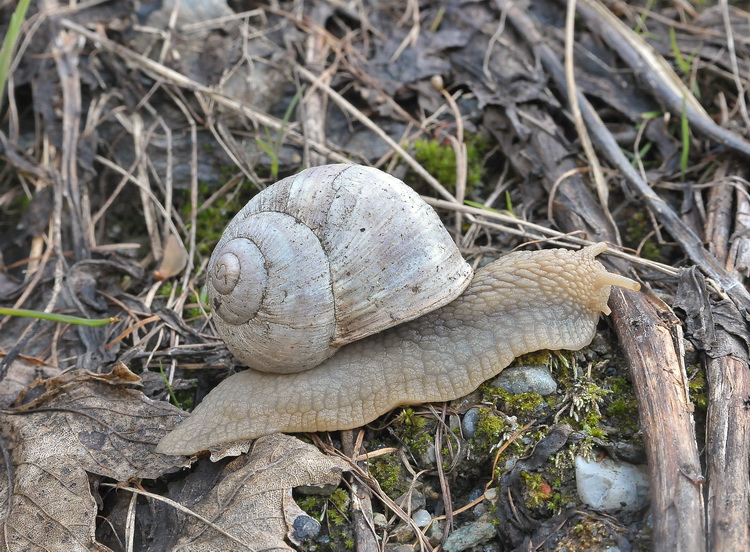 Altro gasteropode della Val Varaita - CN